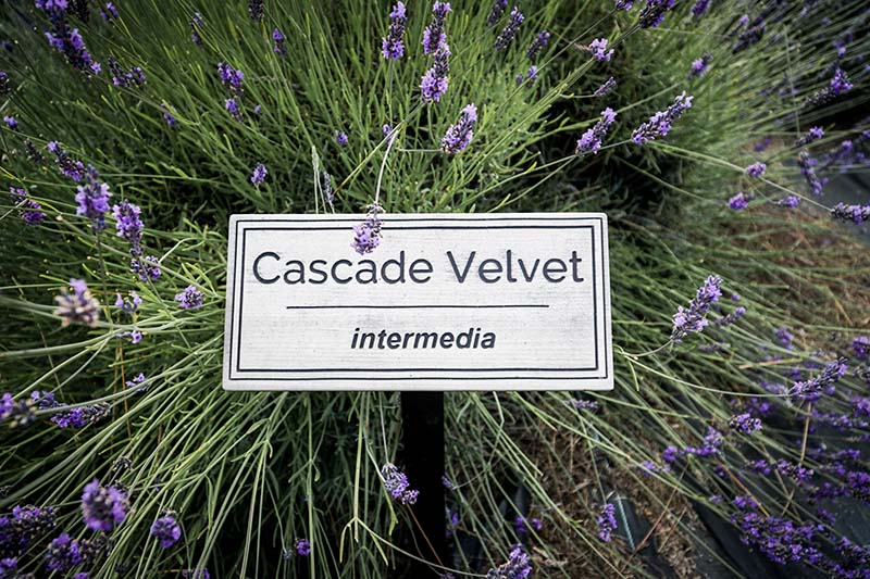 Visiting Lavender Connection Sequim with Toddler